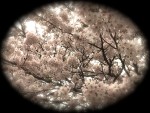 IMG_3119